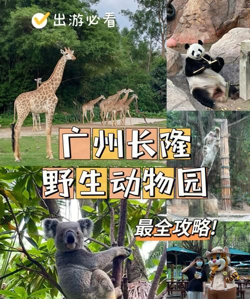 广州长隆野生动物园游玩攻略一天