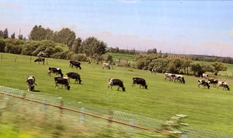 梦见一群牛在奔跑预示着什么有什么特殊意思呢