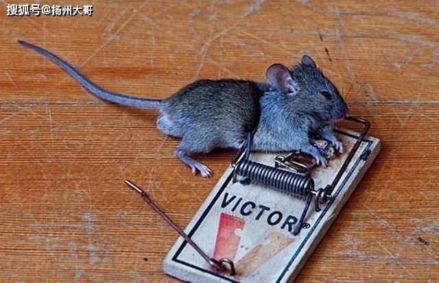 家里出现老鼠预示死人是真的吗