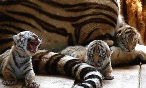 孕妇做梦梦到老虎是什么意思周公解梦