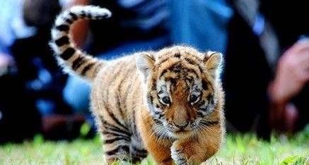 孕妇梦见一大一小老虎是什么预兆