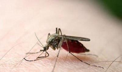 梦见蚊子叮咬自己是什么预兆
