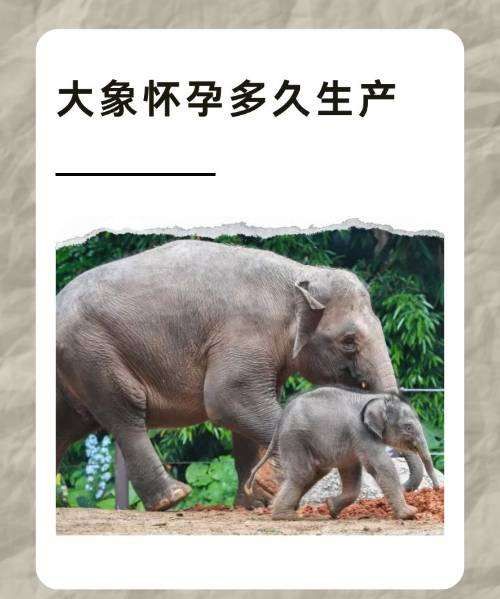 大象怀孕多长时间生小象,大象怀孕多久生产图1