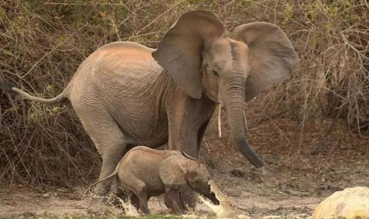 大象怀孕多久生产