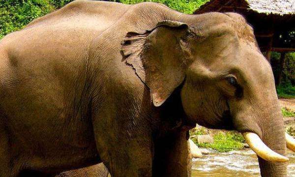 大象怀孕多长时间生小象,大象怀孕多久生产图10