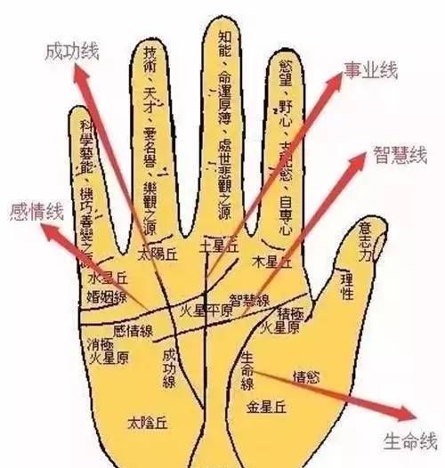手纹都代表什么意思