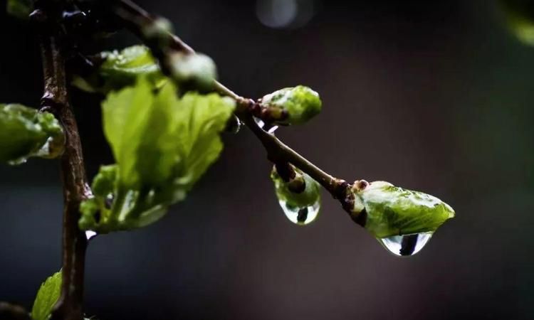 好雨知时节的全诗