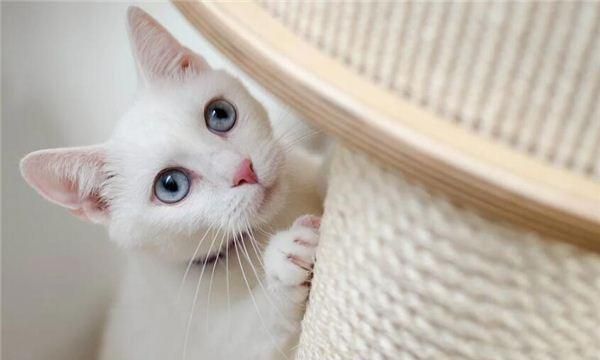 孕妇梦到白猫有什么预兆是什么意思啊