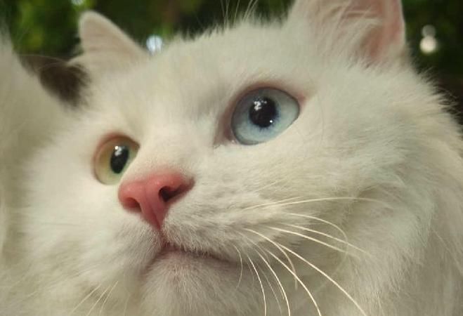 女人梦见白色猫的七大预兆