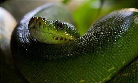 梦见绿色蛇是什么意思有什么预兆吗