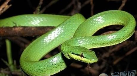 做梦梦到绿色的蛇是什么意思女人