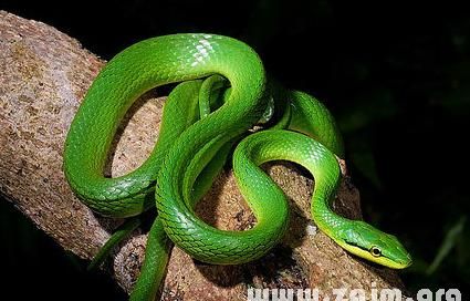 梦到绿色的蛇是什么意思是什么