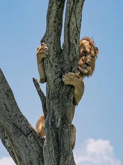 梦见被狮子追得爬上树