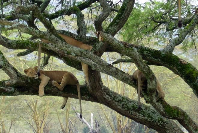 梦见自己被野兽追而爬到树上