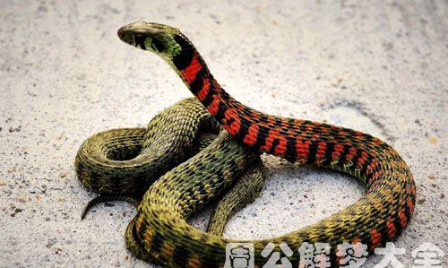 梦见彩色的小蛇是什么预兆 女性