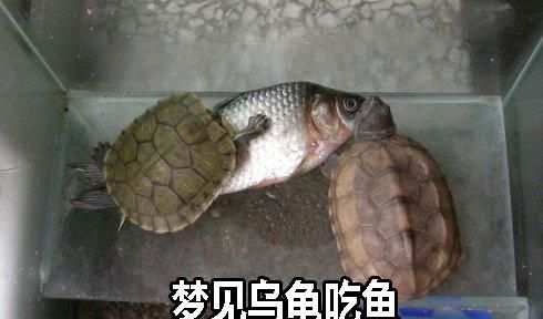 梦见乌龟吃鱼什么意思周公解梦