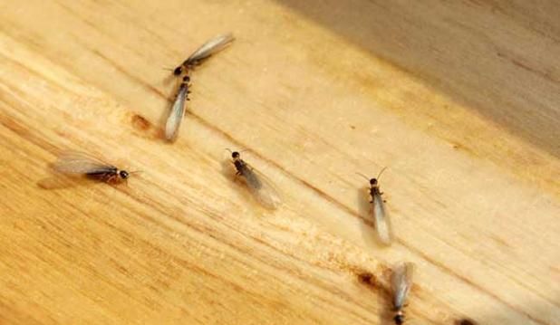 白蚁不喜欢吃什么样的木头呢