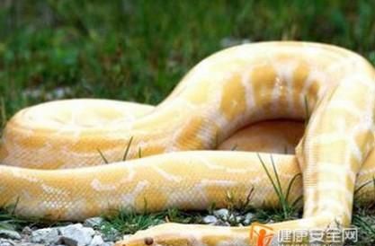女人梦见一条大蛇有什么寓意吗