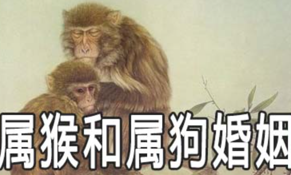 男猴女狗婚姻是否相配,猴男狗女的婚姻怎么样图2
