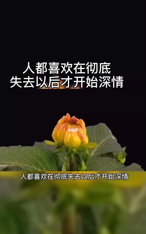 什么歌的歌词中带有失去后才懂得珍惜的歌