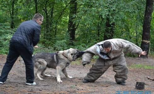 梦见大狗咬别人我害怕跑了