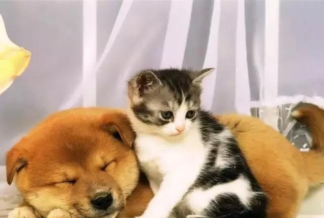 梦见狗和猫什么意思周公解梦