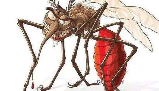 蚊子有几颗牙