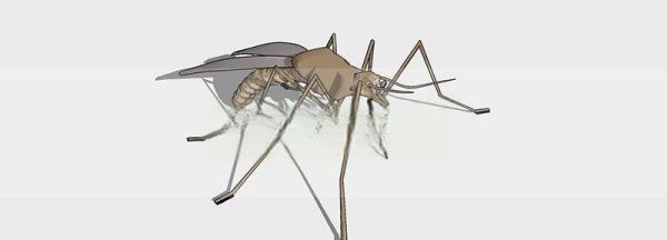 蚊子有几颗牙齿,蚊子是有牙齿的而且是22个图4