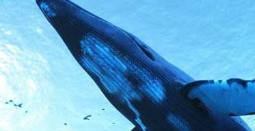 蓝鲸的眼睛故事中的蓝鲸吃什么,蓝鲸吃什么图4