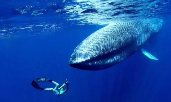 蓝鲸的眼睛故事中的蓝鲸吃什么,蓝鲸吃什么图7