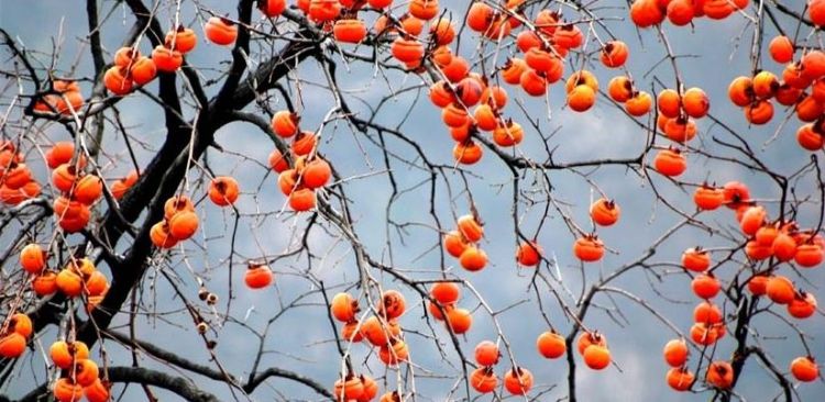 梦见树上结柿子是什么意思