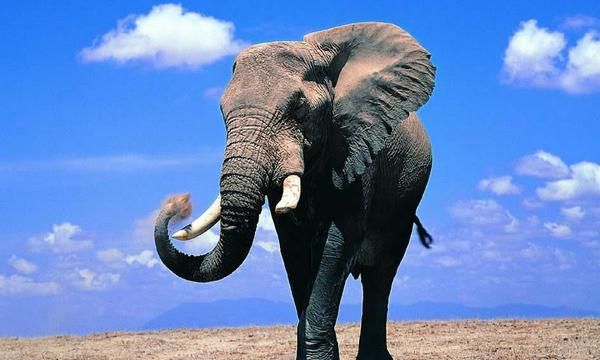 女人梦见大象的寓意