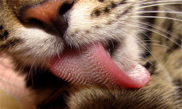 老虎的舌头有刺,老虎的舌头上有倒刺图2