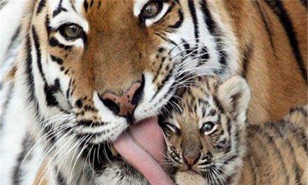 老虎的舌头有刺,老虎的舌头上有倒刺图4