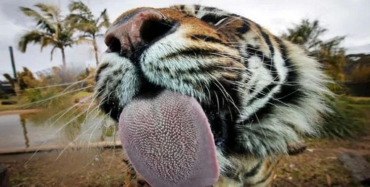 为什么老虎的舌头上有倒刺