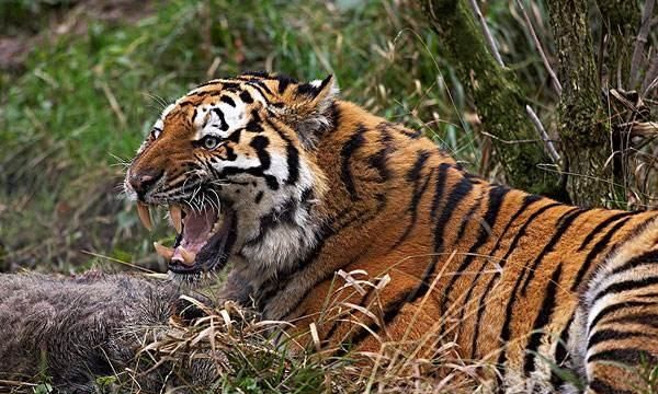 老虎的舌头有刺,老虎的舌头上有倒刺图6