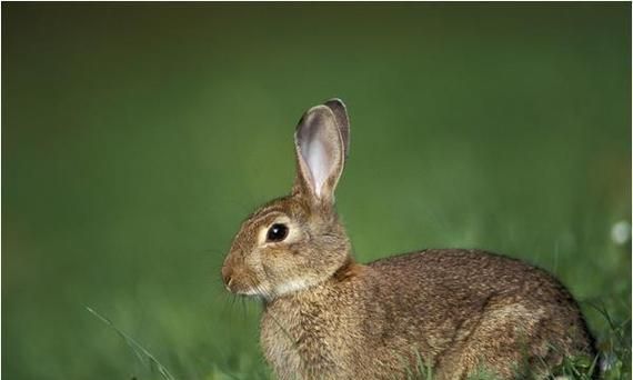 生肖兔2022可以养宠物狗兔和狗属相相冲不相克的吗