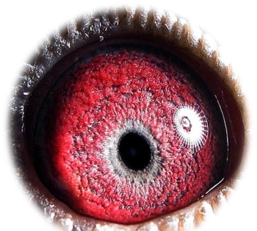 梦见红色的眼睛有什么预兆是什么意思啊