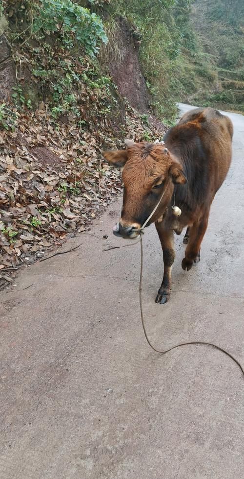 梦见放牛赶牛回家什么意思