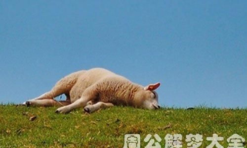 梦见羊从天上坠落而死的预兆是什么